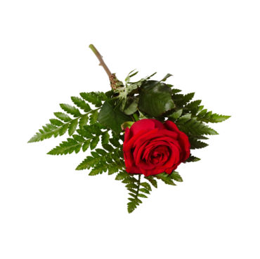 Klassisk handblomma bestående av röd ros med ett läderblad liggandes på en vit bakgrund,Blomman används som en handbukett och är även en begravningsblomma.