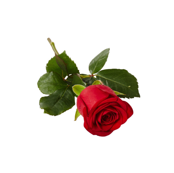 Handblomma bestående av en klassisk liggande röd ros placerad i mitten av en vit bakgrund. Blomman används som en handbukett och är även en begravningsblomma.
