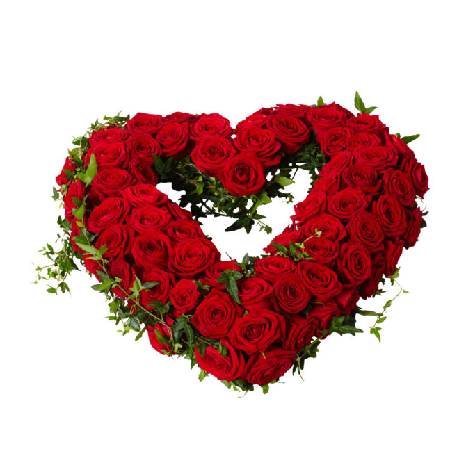 Begravningsblomma i form av ett öppet hjärta med röda stora rosor och murgröna som slingrar sig runt och igenom hjärtat. Hjärtat är i mitten av en vit bakgrund och är en sorgdekoration.