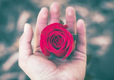 Lavendla får dagens ros i Norrköpings tidningar