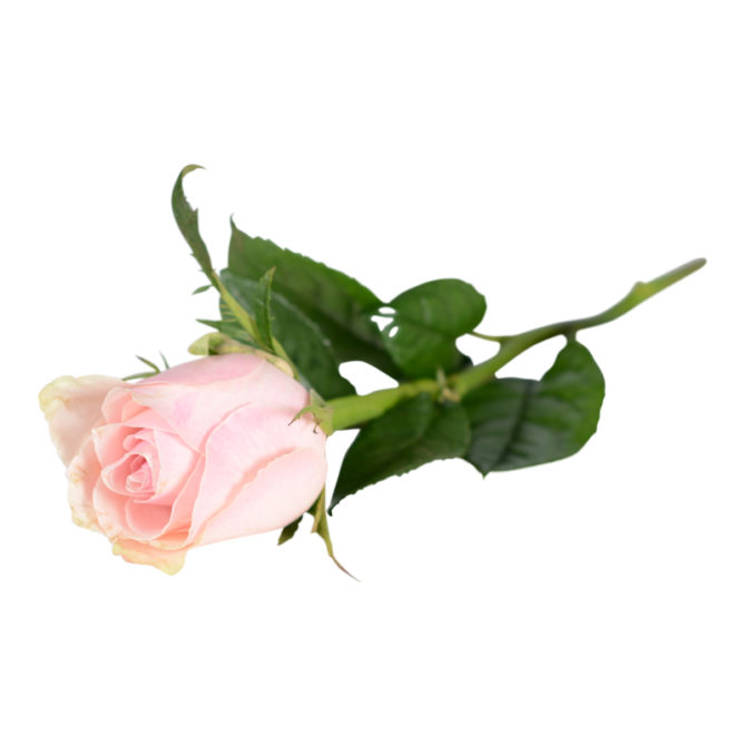 En enkel handbukett bestående av en ljusrosa ros, blomman ligger på en vit bakgrund. Blomman är en begravningsblomma.